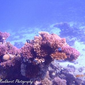 Diverse hard koralen